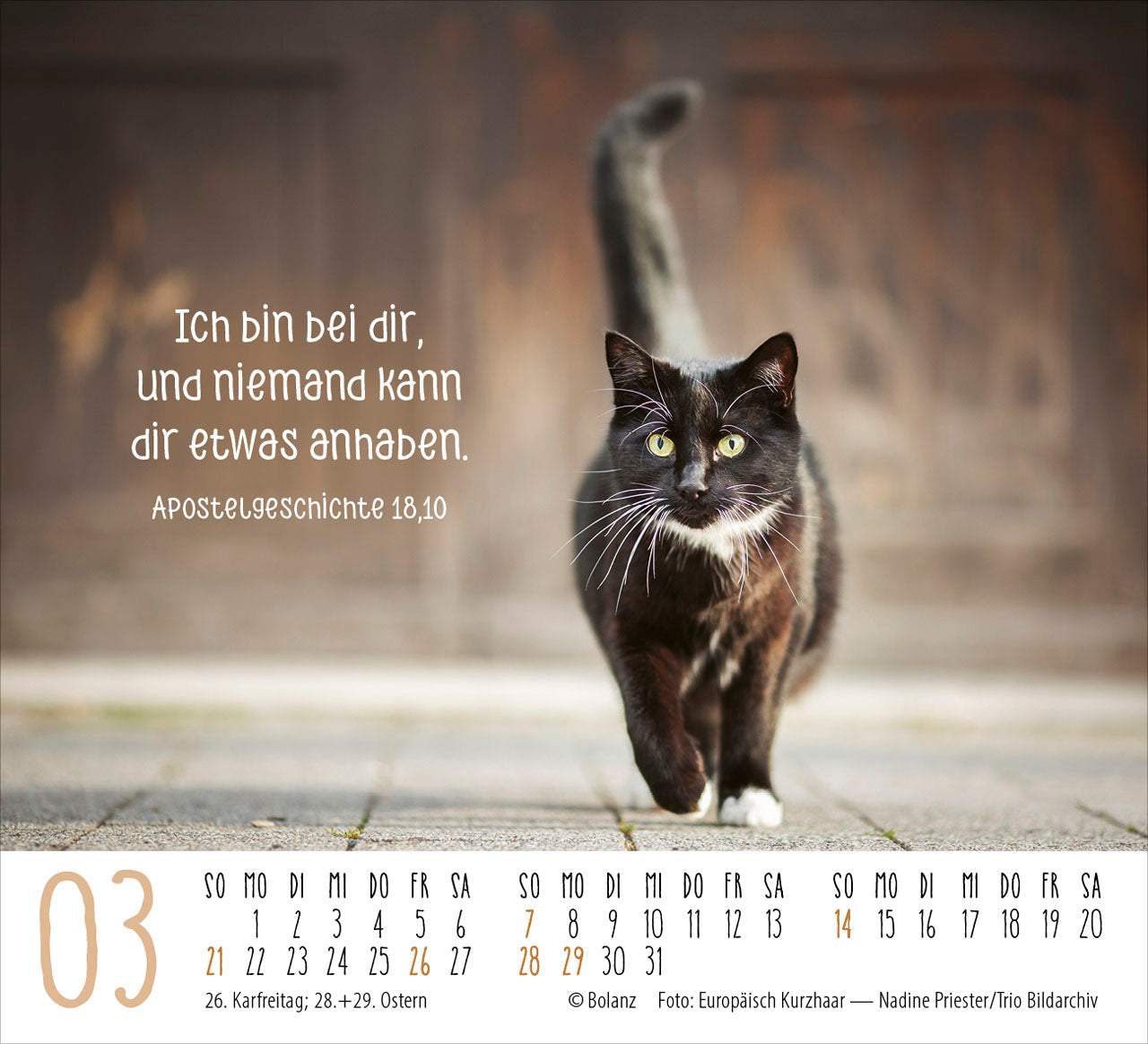 fontis-katzen-2027-minikalender-auf-leisen-pfoten-bibelverse image 5