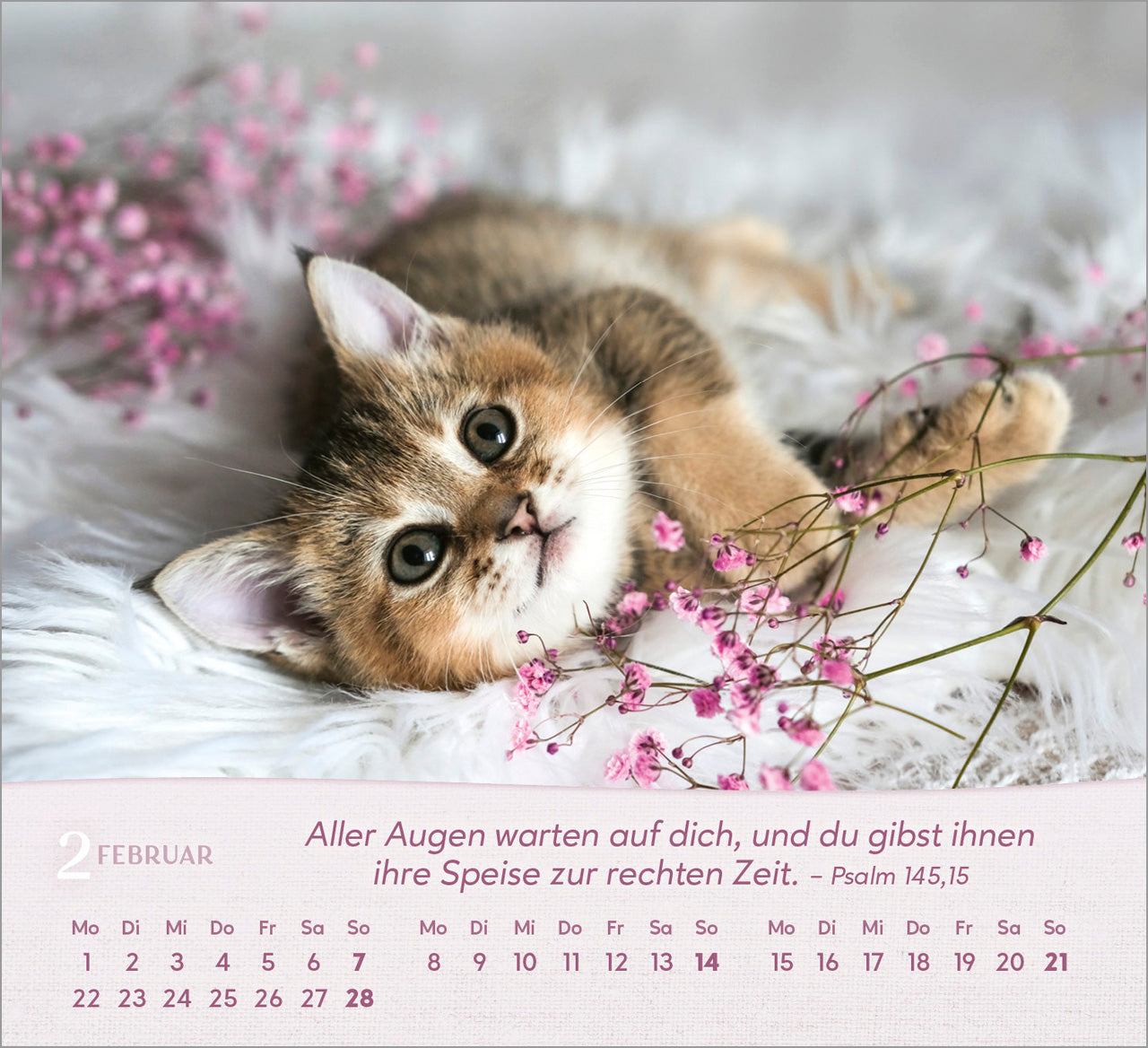 fontis-katzen-2027-aufstellkalender-tischkalender-bibelverse image 4