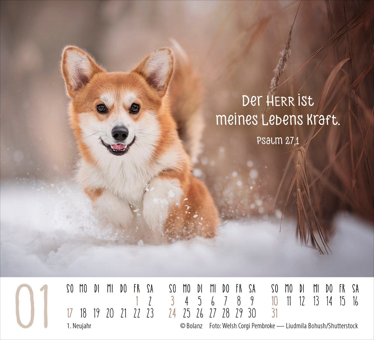 fontis-hunde-2027-minikalender-treue-wegbegleiter-bibelverse image 3