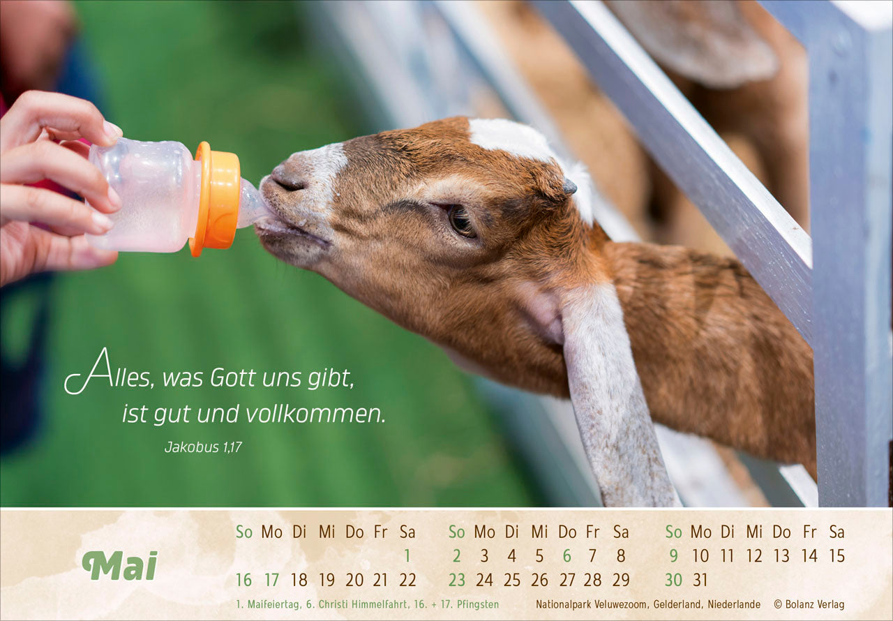 fontis-der-gute-hirte-2027-panorama-aufstellkalender-schafe image 7