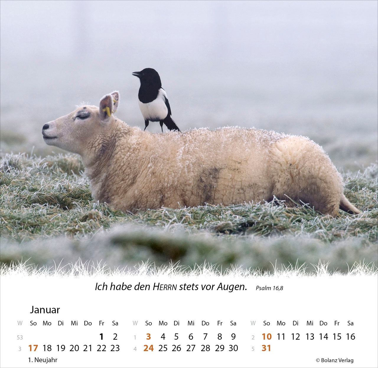 ein-leben-f-r-die-schafe-2027-tischkalender-schafe image 3