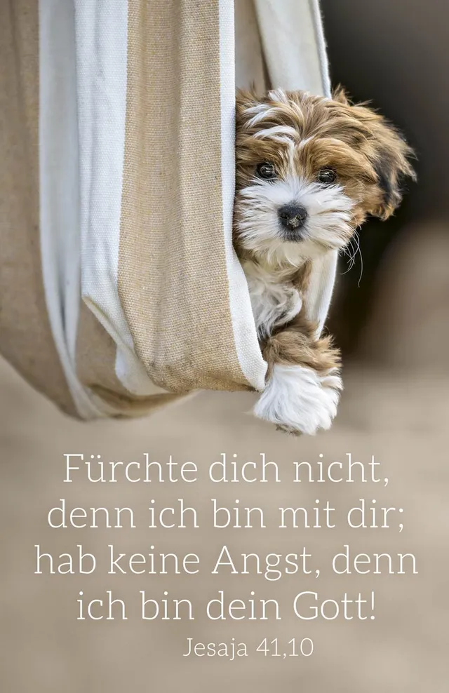 fontis-papeterie-f-rchte-dich-nicht-postkarten-hund-12er image 1
