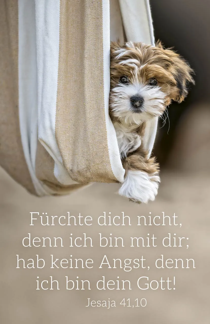 fontis-papeterie-f-rchte-dich-nicht-postkarten-hund-12er image 1