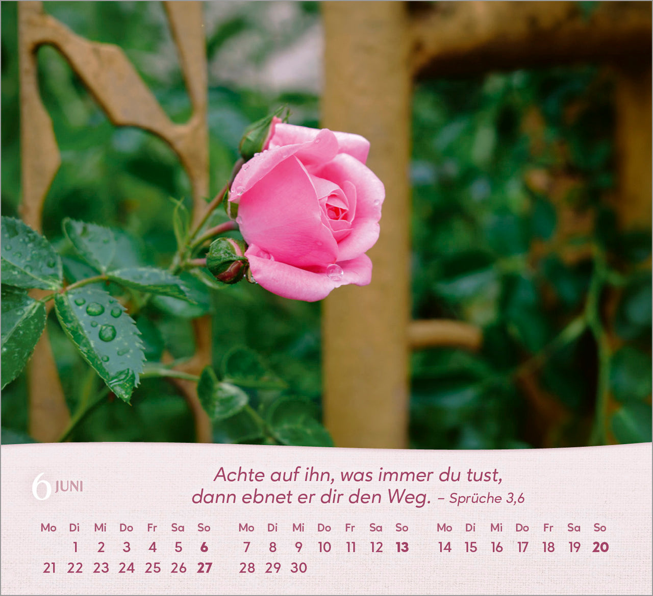 rosen-2027-aufstellkalender-tischkalender-bibelverse-spiralbindung image 8
