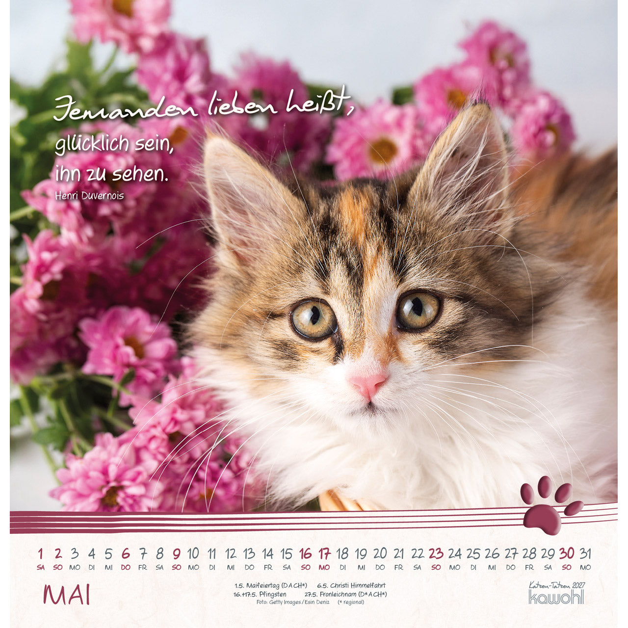 fontis-katzen-tatzen-2027-wandkalender-spiralbindung-katzen image 7