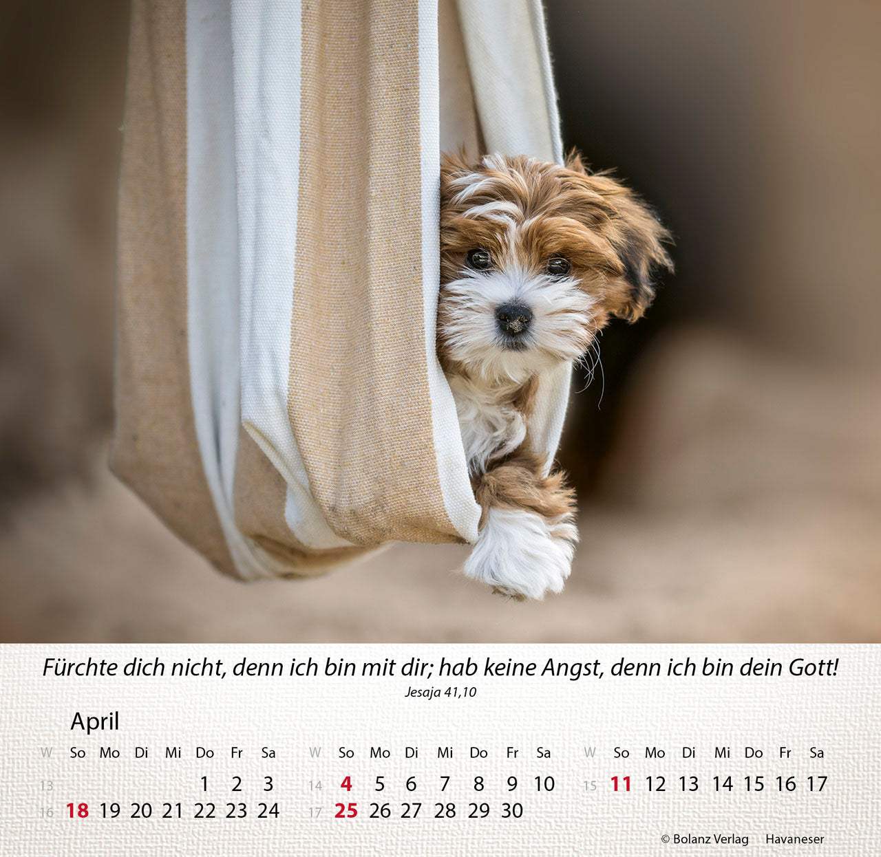 hunde-2027-aufstellkalender-tischkalender-mit-bibelversen image 6