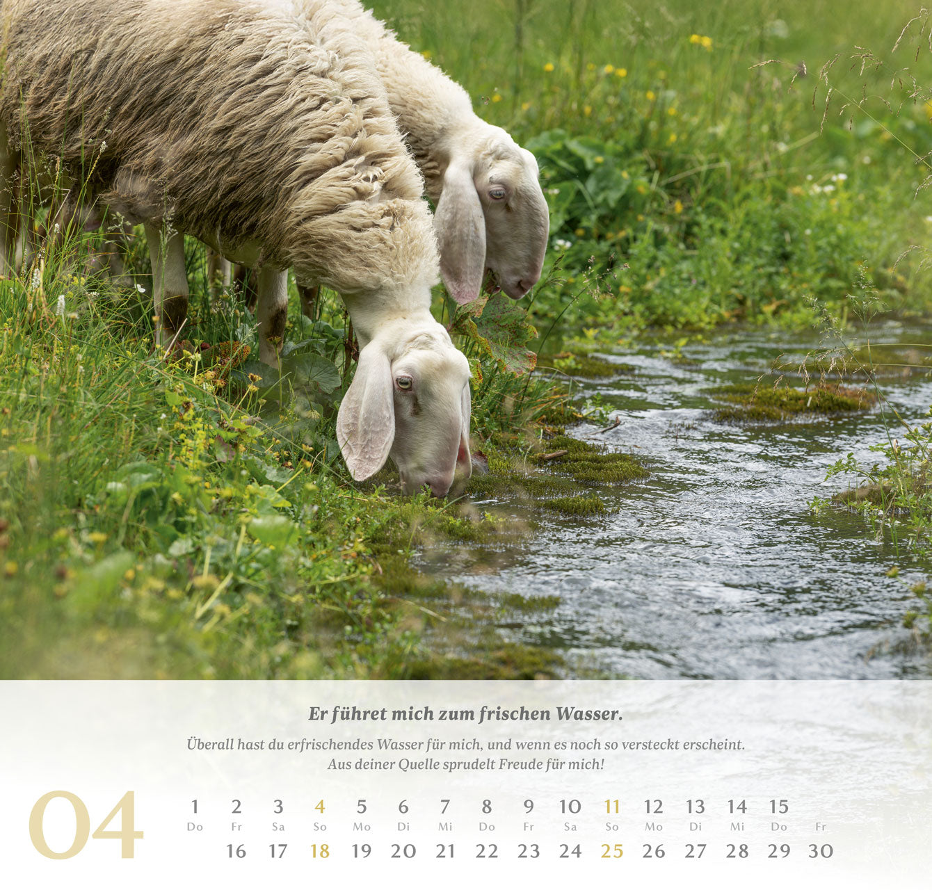 fontis-kalender-psalm-23-wandkalender-2027-der-herr-ist-mein-hirte image 5