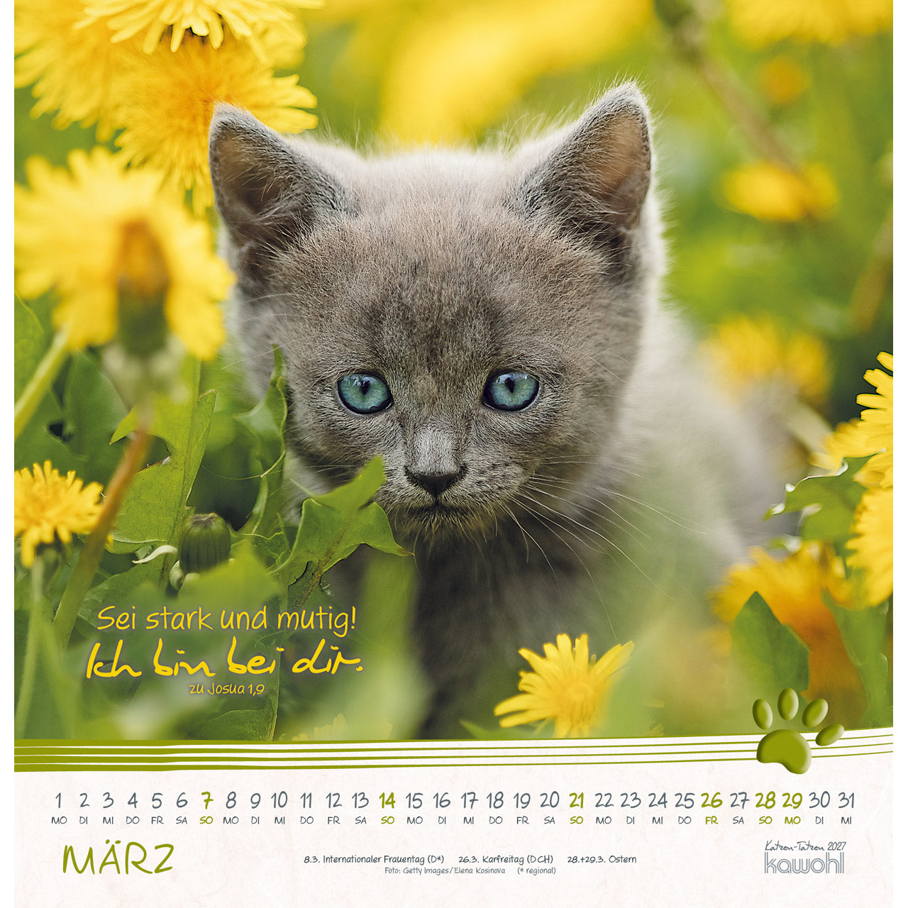 fontis-katzen-tatzen-2027-wandkalender-spiralbindung-katzen image 5