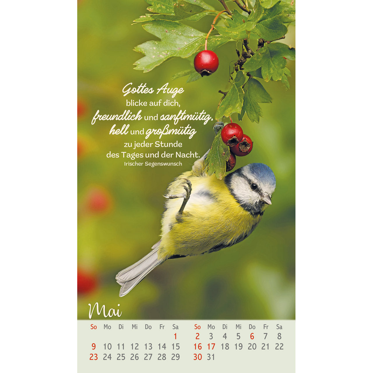 fontis-befl-gelt-und-geborgen-postkartenkalender-2027-v-gel image 7