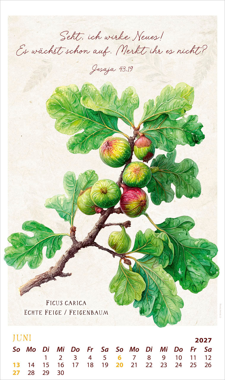 fontis-kalender-schmuckst-cke-des-sch-pfers-2027-posterkalender image 8