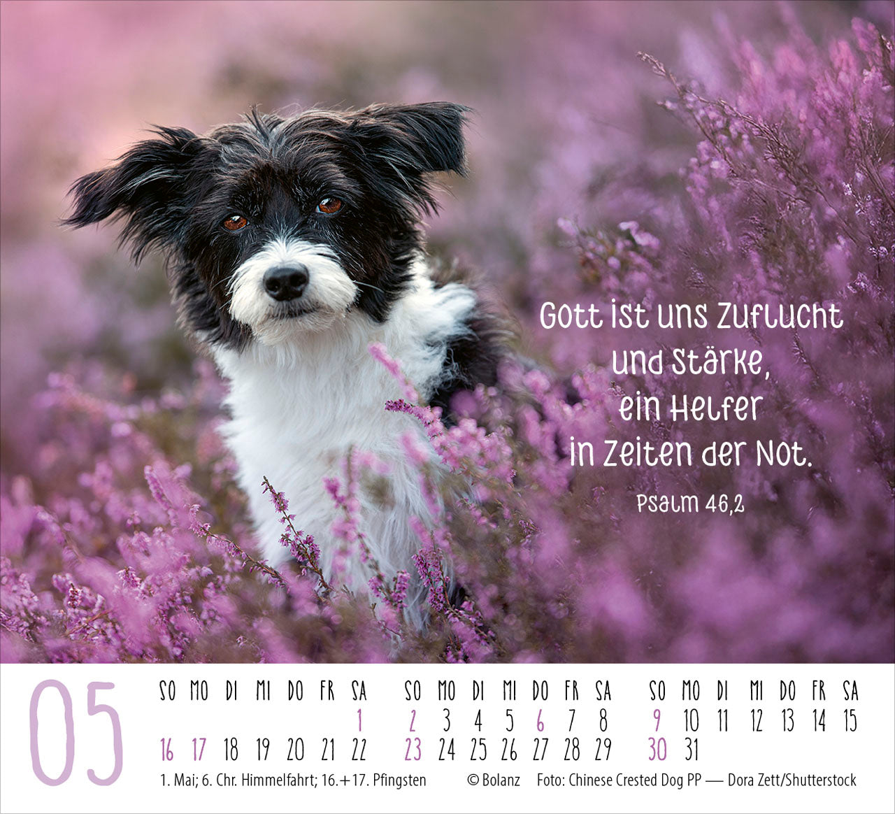 fontis-hunde-2027-minikalender-treue-wegbegleiter-bibelverse image 7