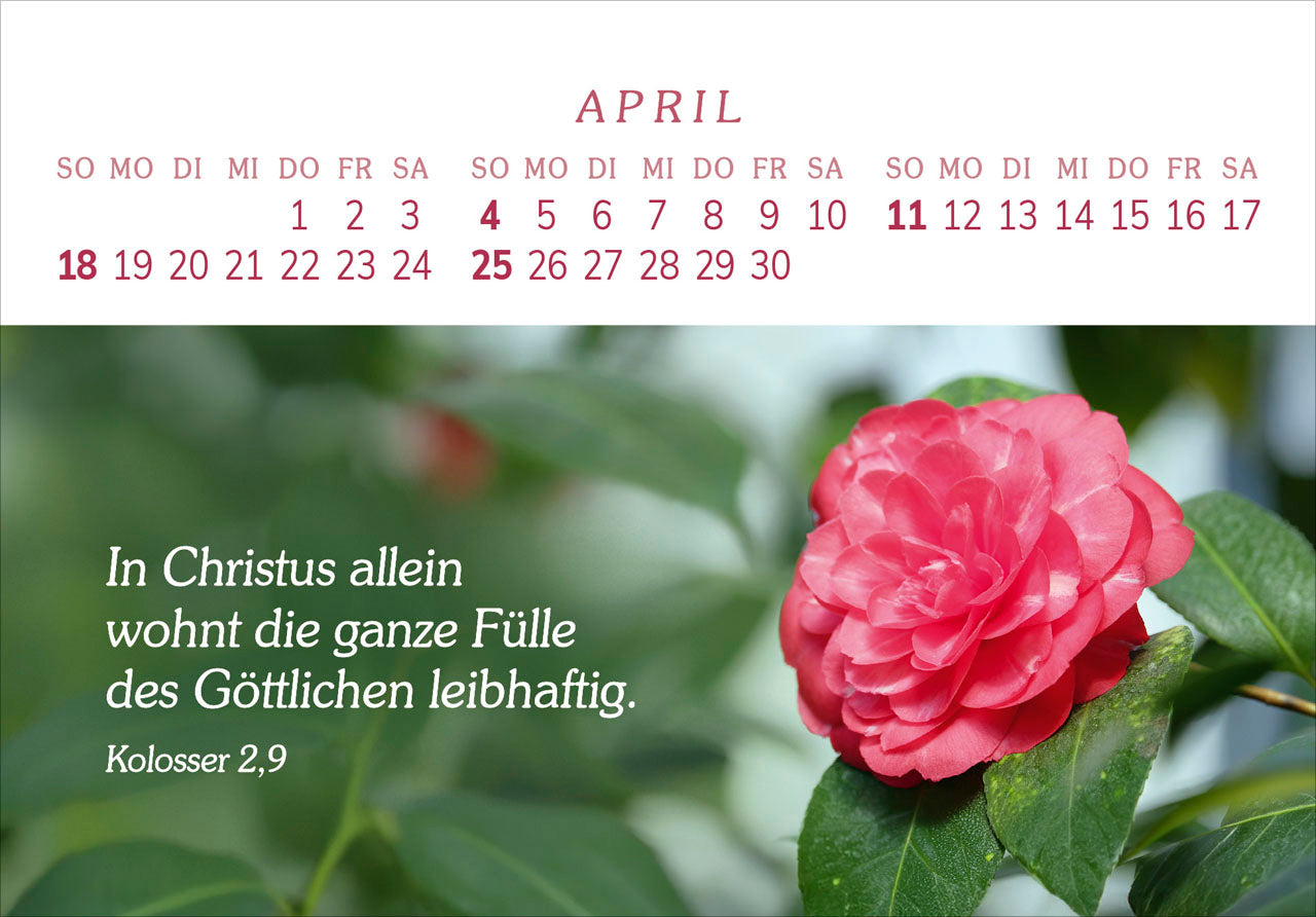 fontis-das-geschenk-der-freude-2027-aufstellkalender-gro-druck image 6