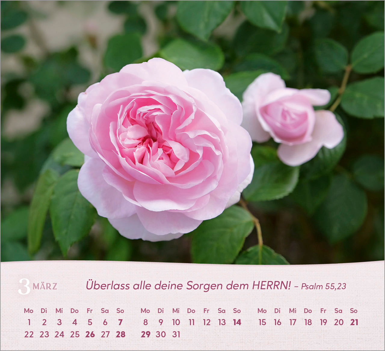 rosen-2027-aufstellkalender-tischkalender-bibelverse-spiralbindung image 5