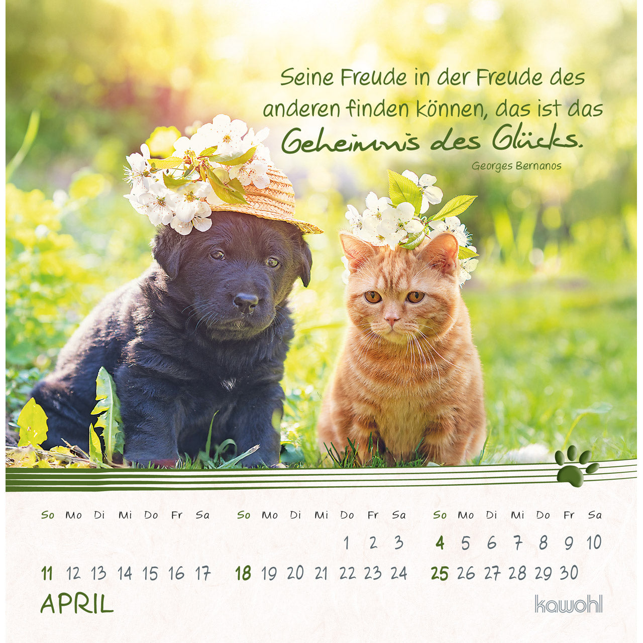 fontis-kalender-kleine-katzen-tatzen-2027-postkartenkalender-16x16-cm image 6