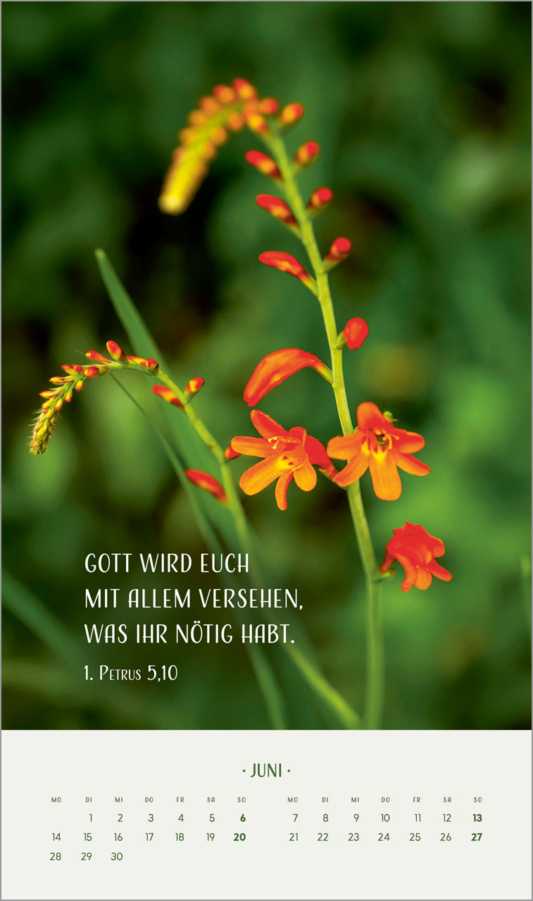 fontis-kalender-zarte-blumengr-e-2027-posterkalender-29x49 image 8