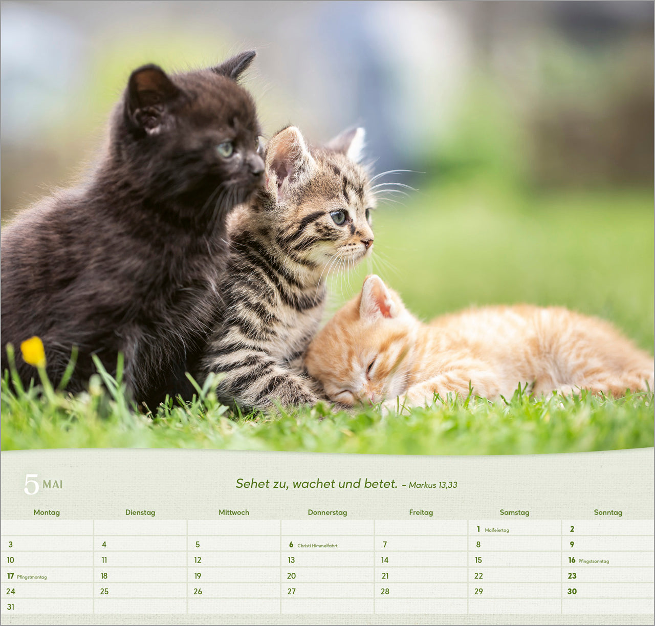 katzen-2027-wandkalender-spiralbindung-bibelvers-33-5x32 image 7