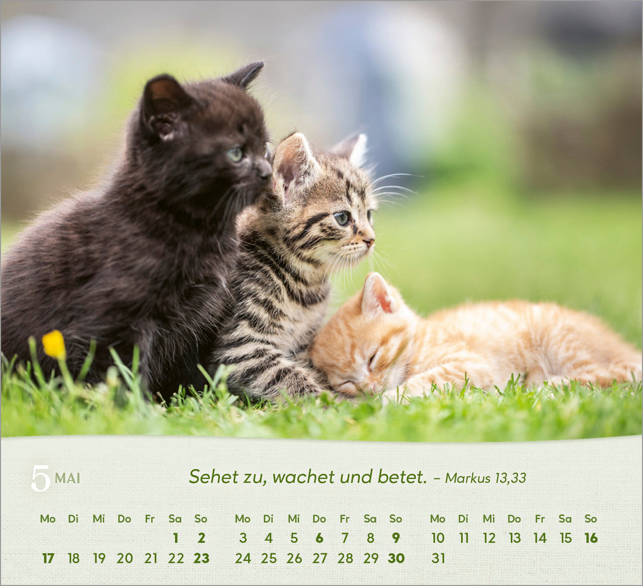 fontis-katzen-2027-aufstellkalender-tischkalender-bibelverse image 7