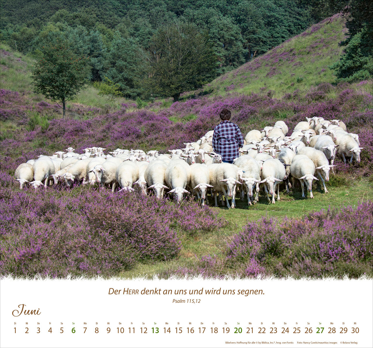 fontis-kalender-ein-leben-f-r-die-schafe-2027-wandkalender image 8
