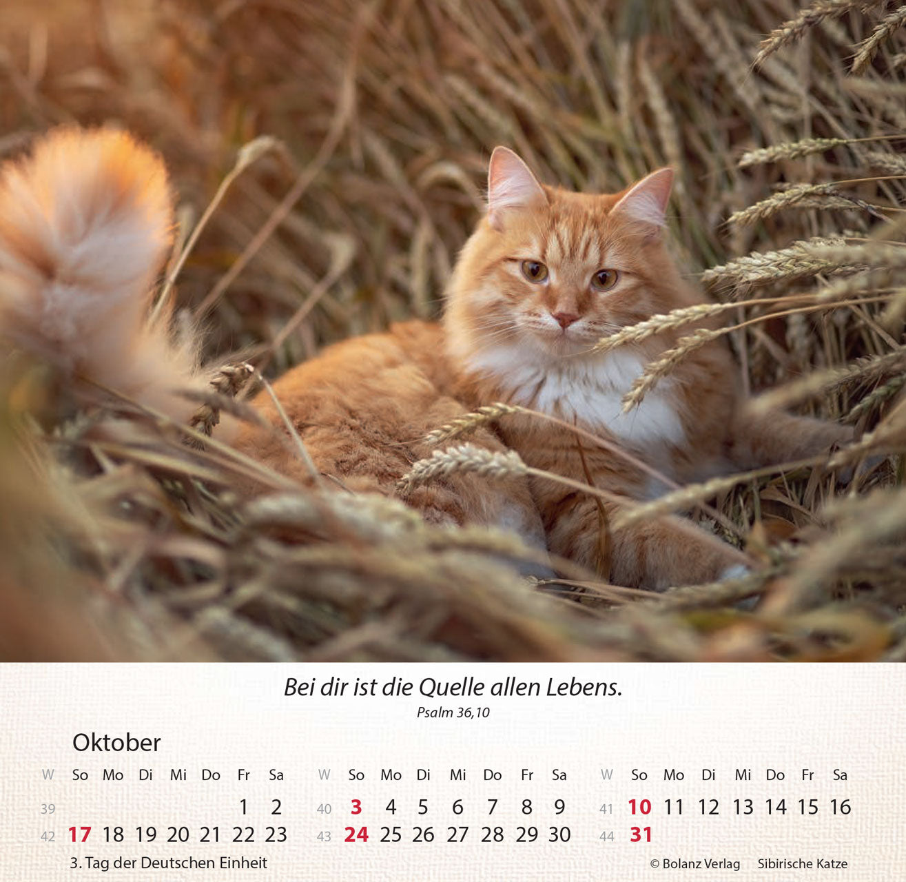 fontis-kalender-katzen-2027-aufstellkalender-tischkalender image 4