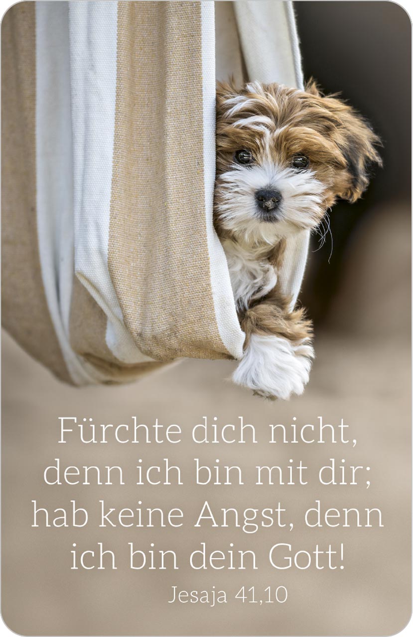 f-rchte-dich-nicht-hund-2027-kalenderk-rtchen-scheckformat image 1
