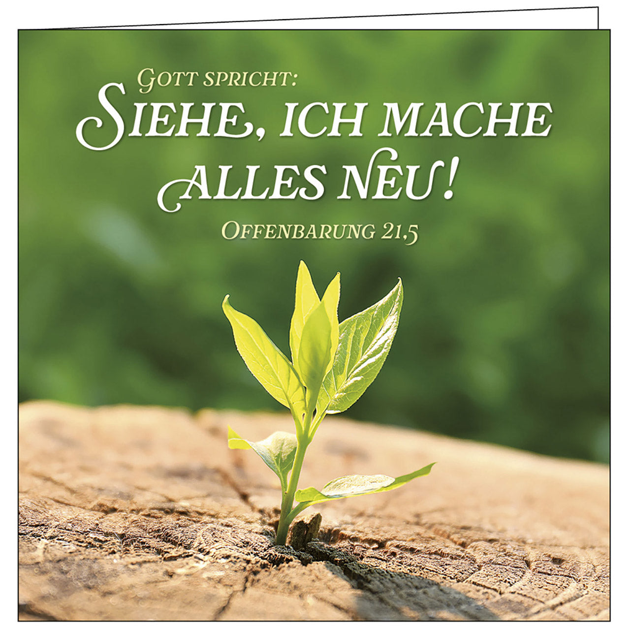 fontis-siehe-ich-mache-alles-neu-lichtgru-teelicht-2026 image 4