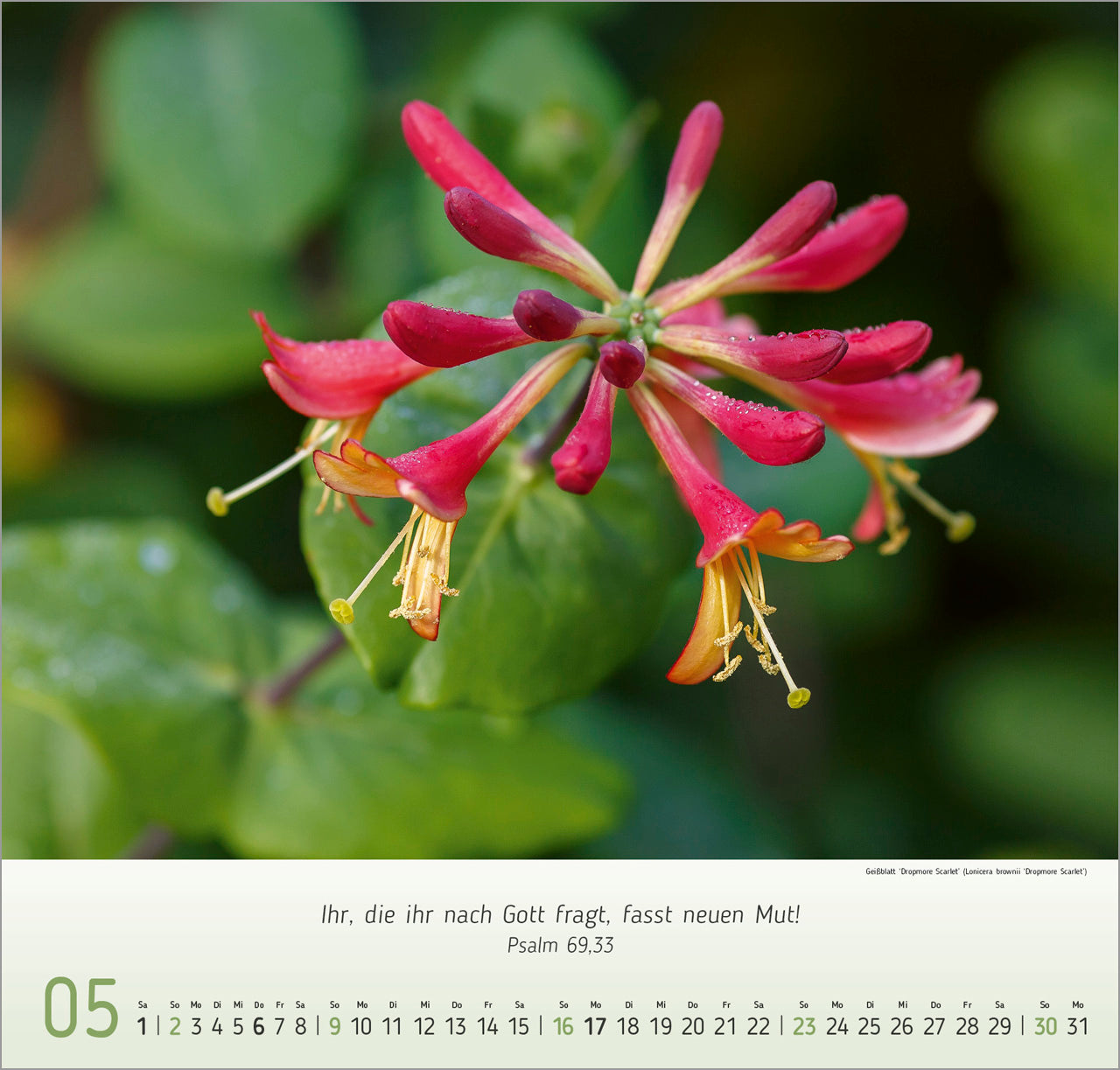 fontis-kalender-blumen-impressionen-2027-wandkalender-blumen image 7