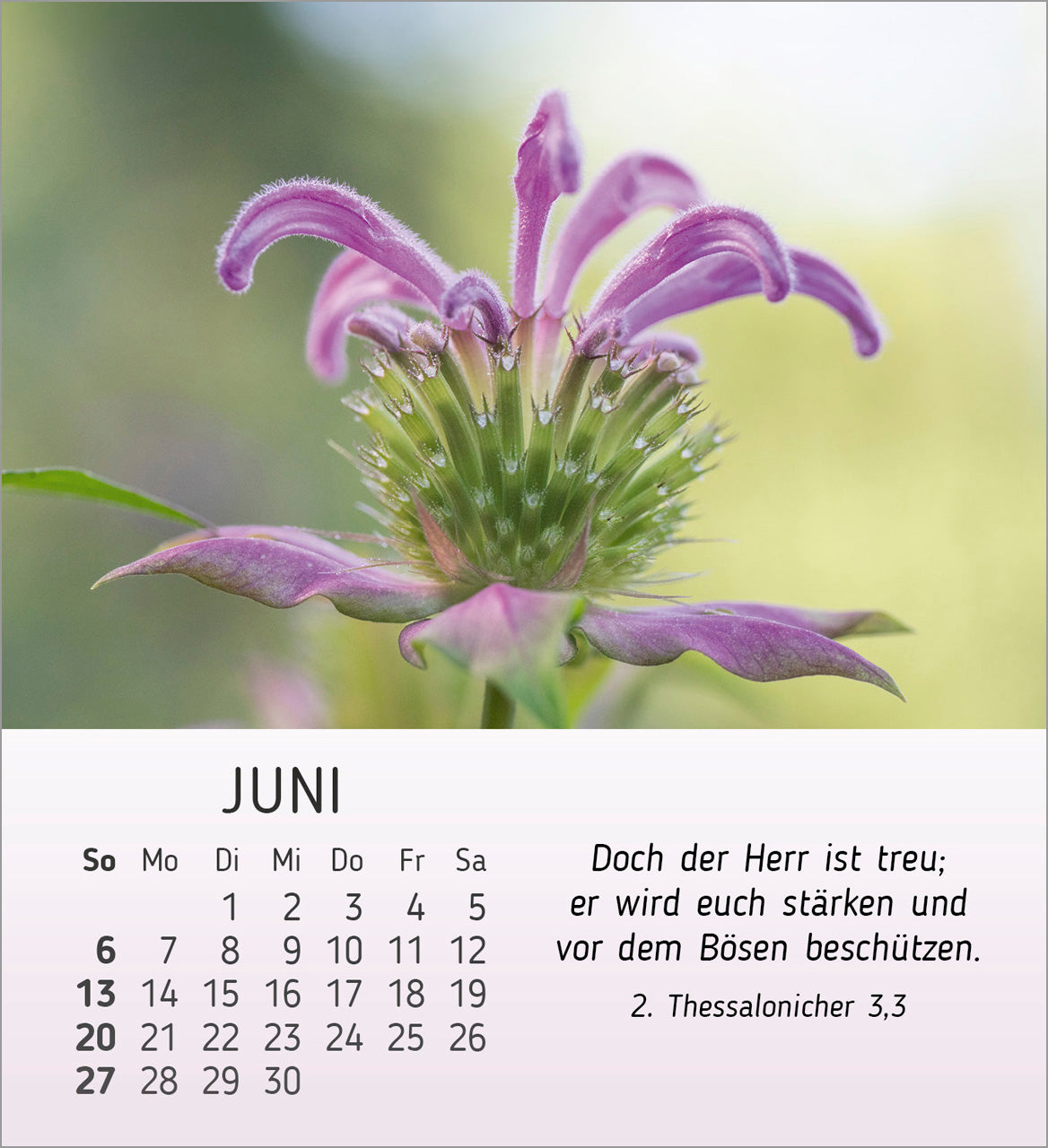 fontis-stille-begegnungen-2027-aufstellkalender-natur-bibelverse image 8