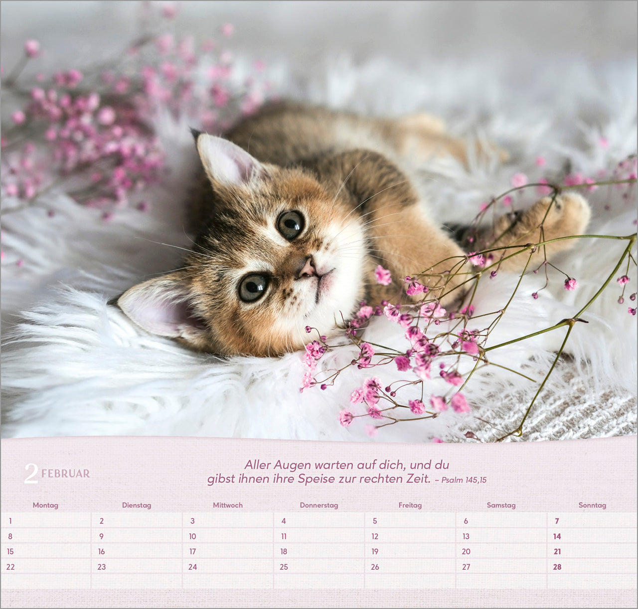 katzen-2027-wandkalender-spiralbindung-bibelvers-33-5x32 image 4
