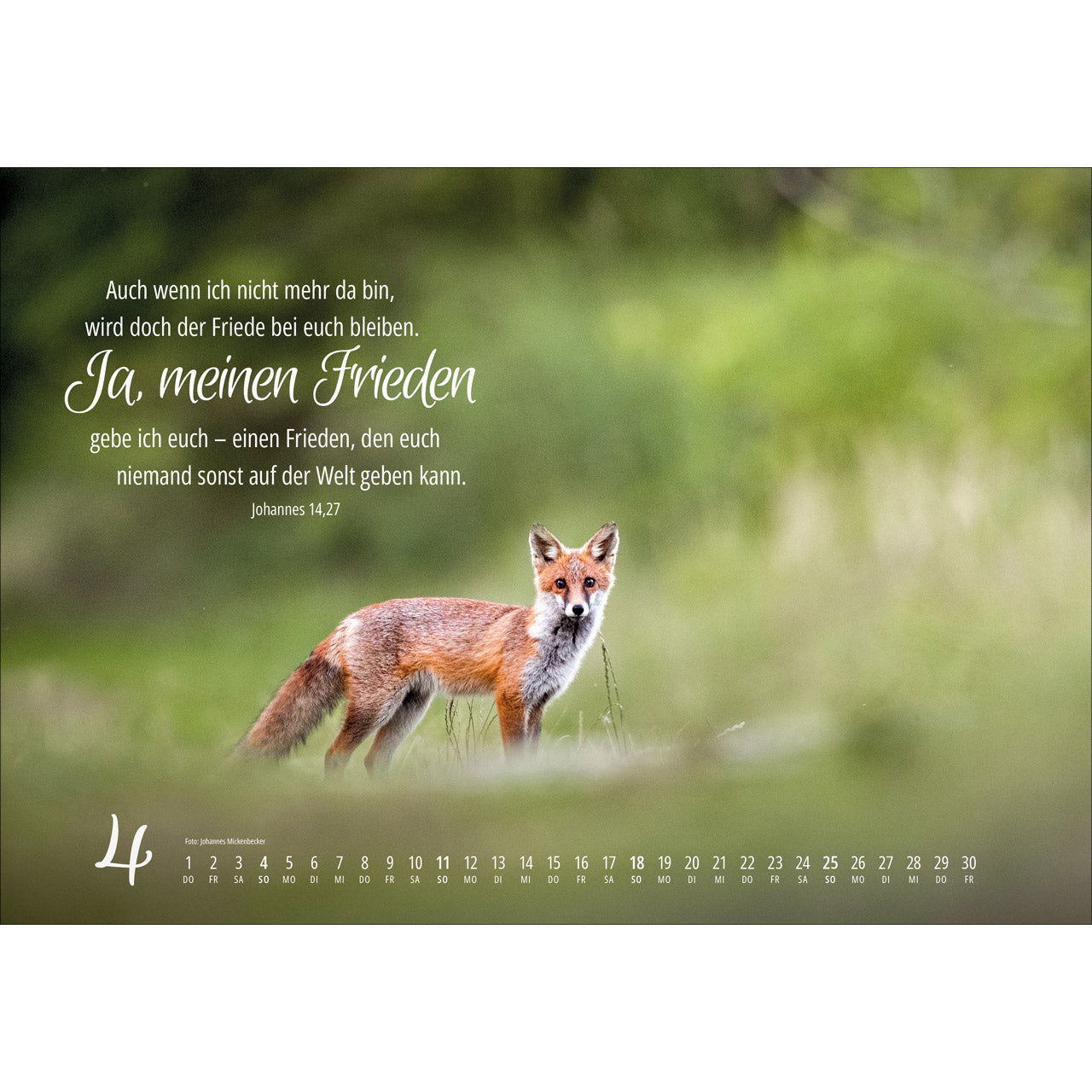 fontis-kalender-real-wildlife-2027-wandkalender image 6