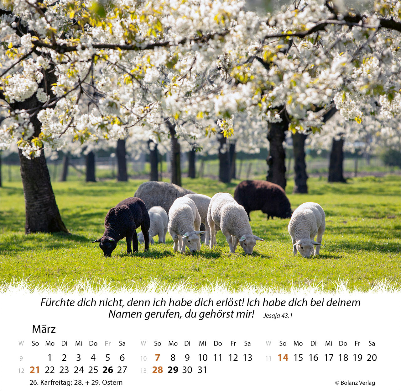 ein-leben-f-r-die-schafe-2027-tischkalender-schafe image 5