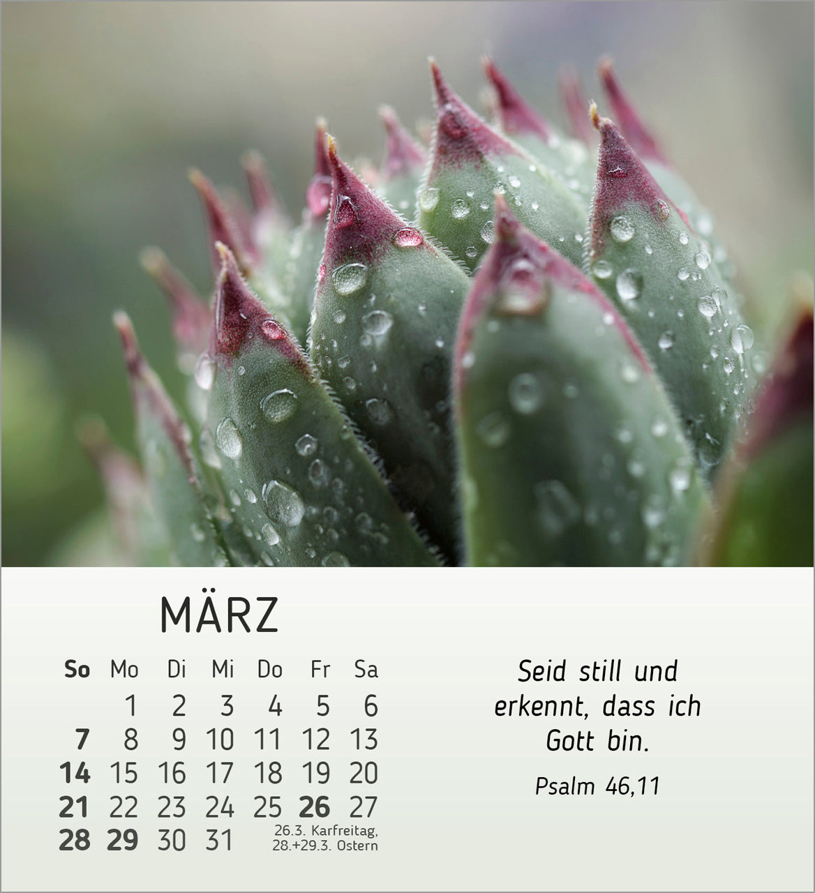fontis-stille-begegnungen-2027-aufstellkalender-natur-bibelverse image 5
