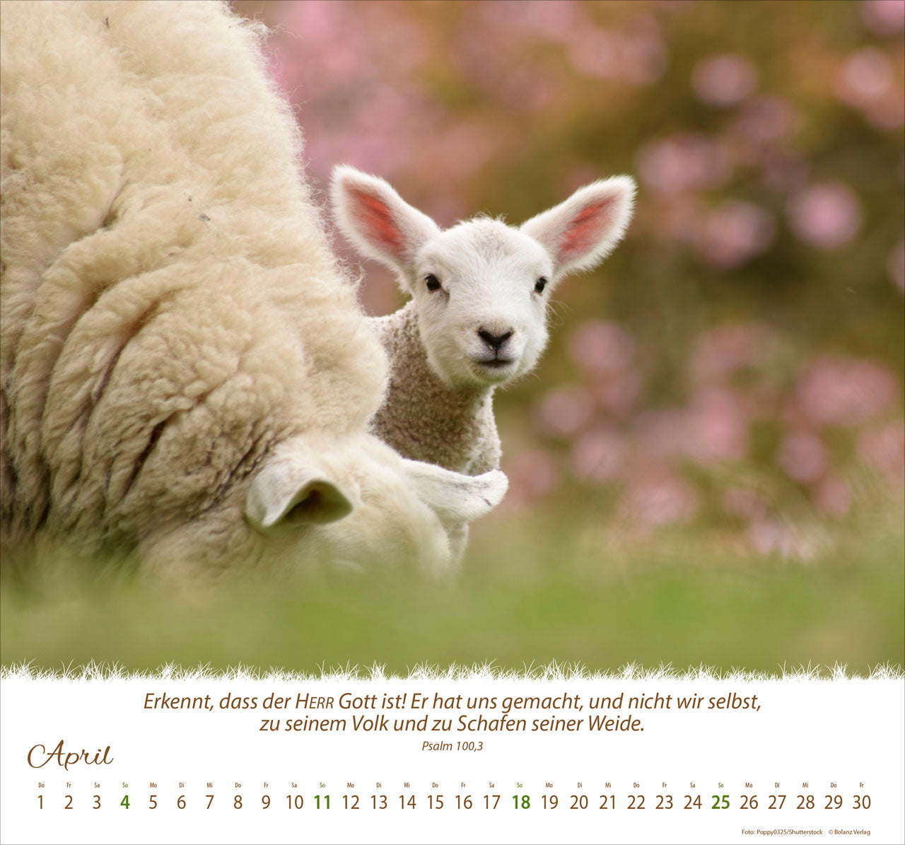 fontis-kalender-ein-leben-f-r-die-schafe-2027-wandkalender image 6