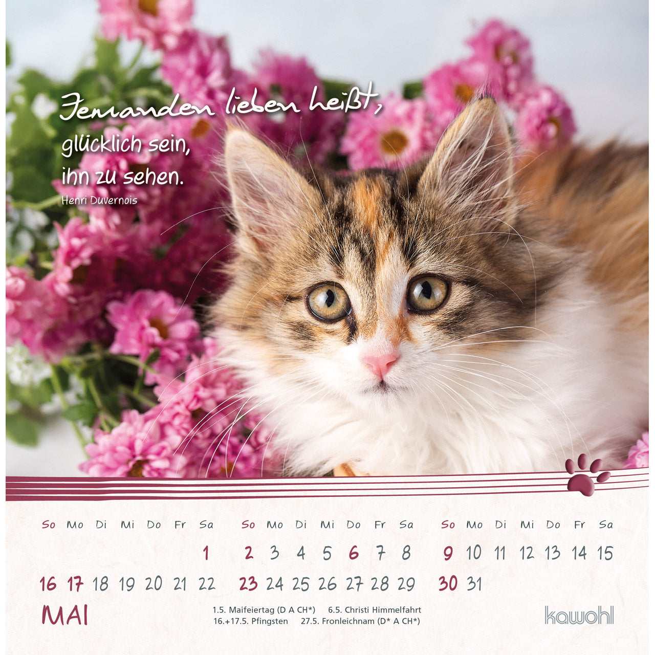 fontis-kalender-kleine-katzen-tatzen-2027-postkartenkalender-16x16-cm image 7