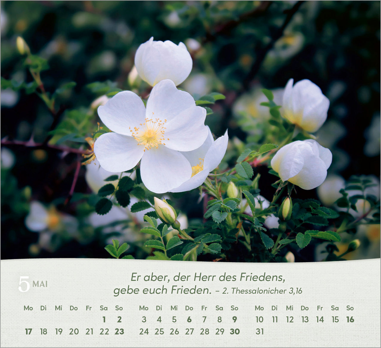 rosen-2027-aufstellkalender-tischkalender-bibelverse-spiralbindung image 7