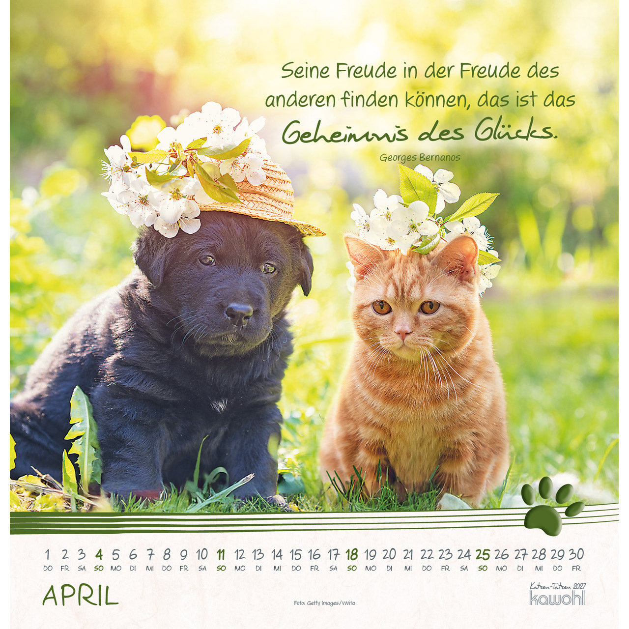 fontis-katzen-tatzen-2027-wandkalender-spiralbindung-katzen image 6