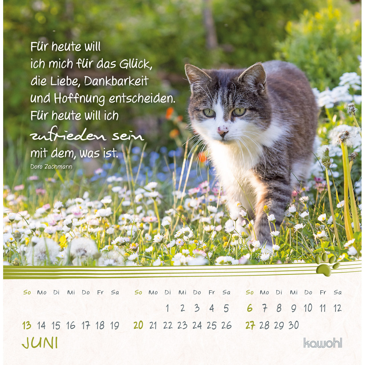 fontis-kalender-kleine-katzen-tatzen-2027-postkartenkalender-16x16-cm image 8