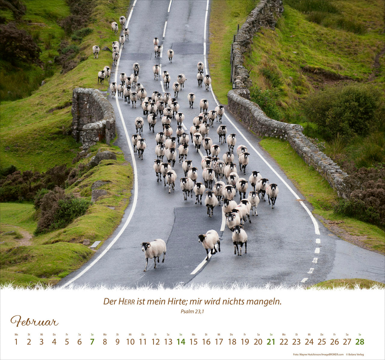 fontis-kalender-ein-leben-f-r-die-schafe-2027-wandkalender image 4
