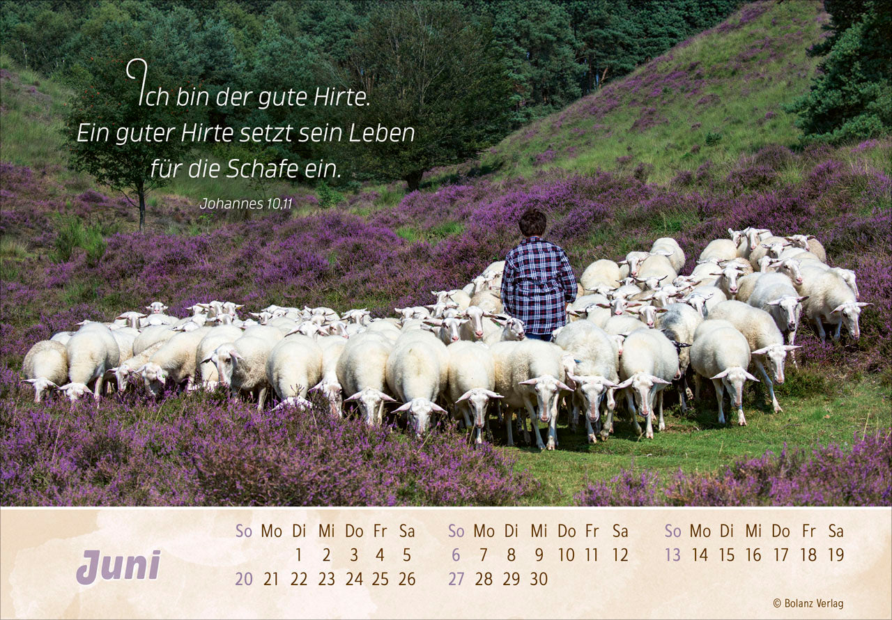 fontis-der-gute-hirte-2027-panorama-aufstellkalender-schafe image 8