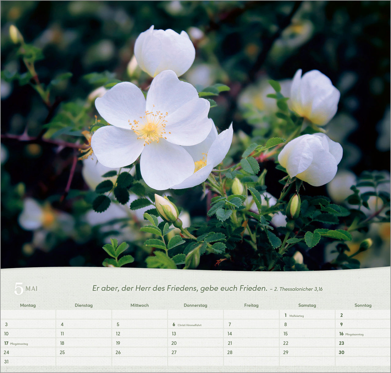 bolanz-rosen-2027-wandkalender-spiralbindung-bibelvers image 7