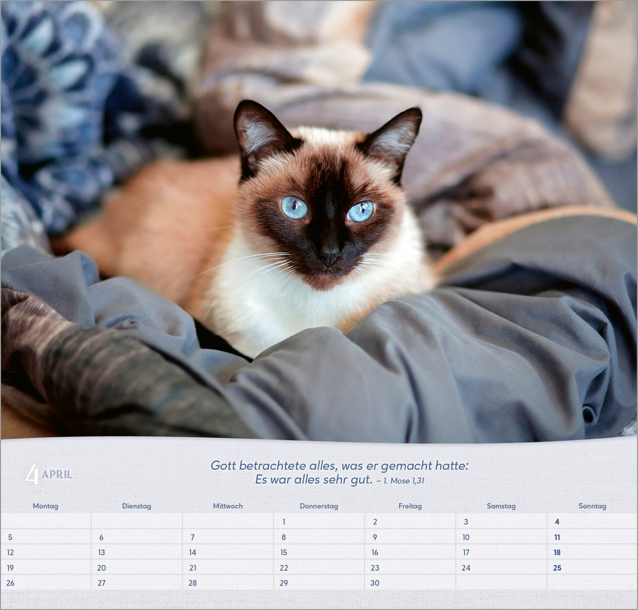 katzen-2027-wandkalender-spiralbindung-bibelvers-33-5x32 image 6