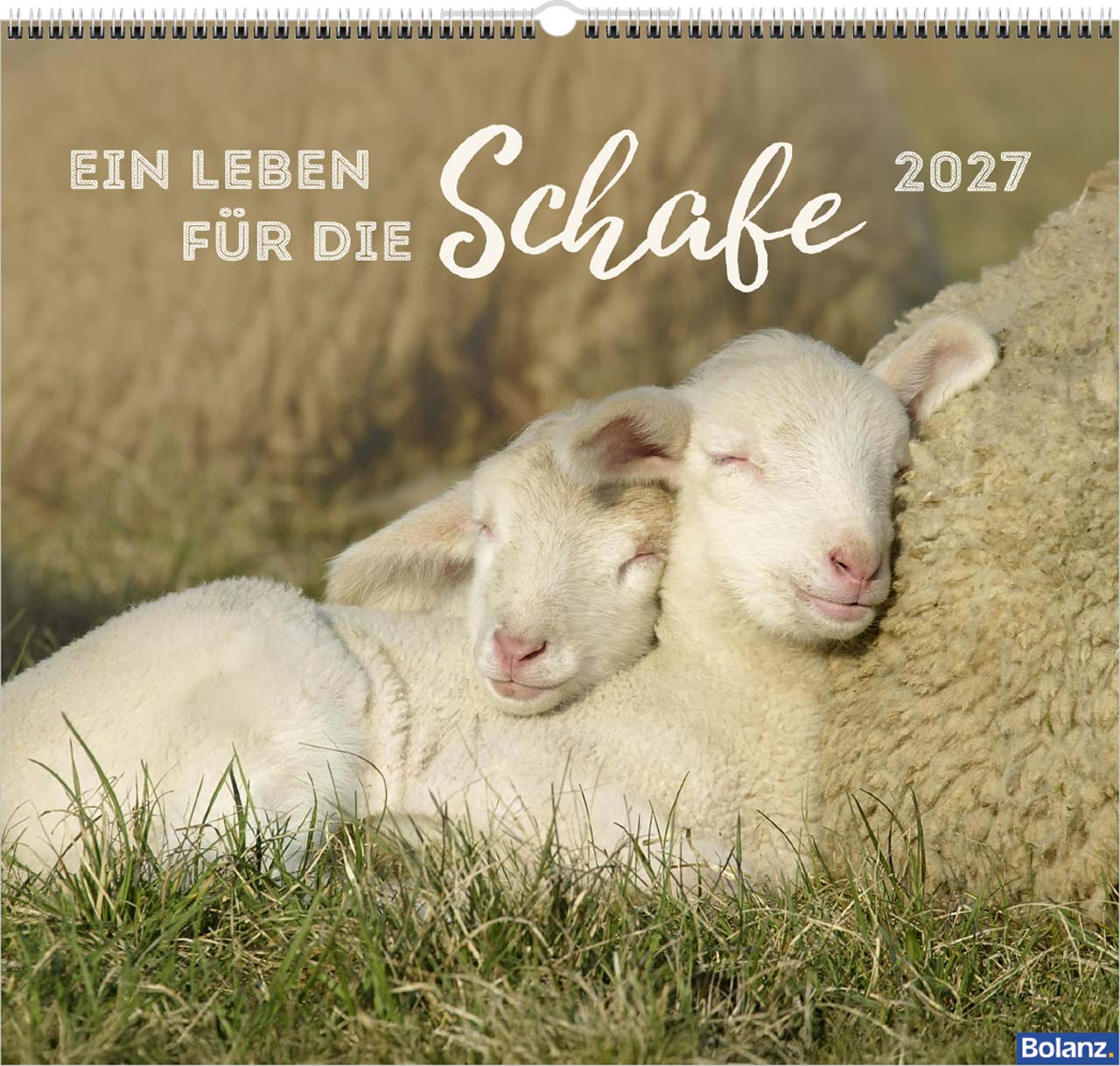 fontis-kalender-ein-leben-f-r-die-schafe-2027-wandkalender image 1