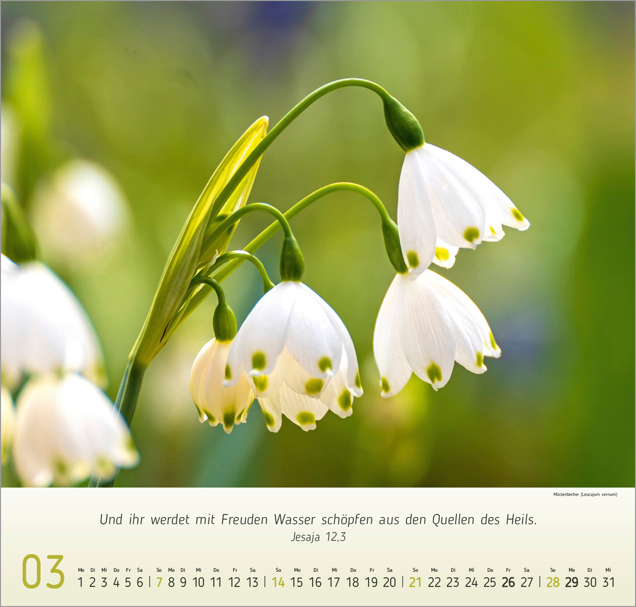fontis-kalender-blumen-impressionen-2027-wandkalender-blumen image 5