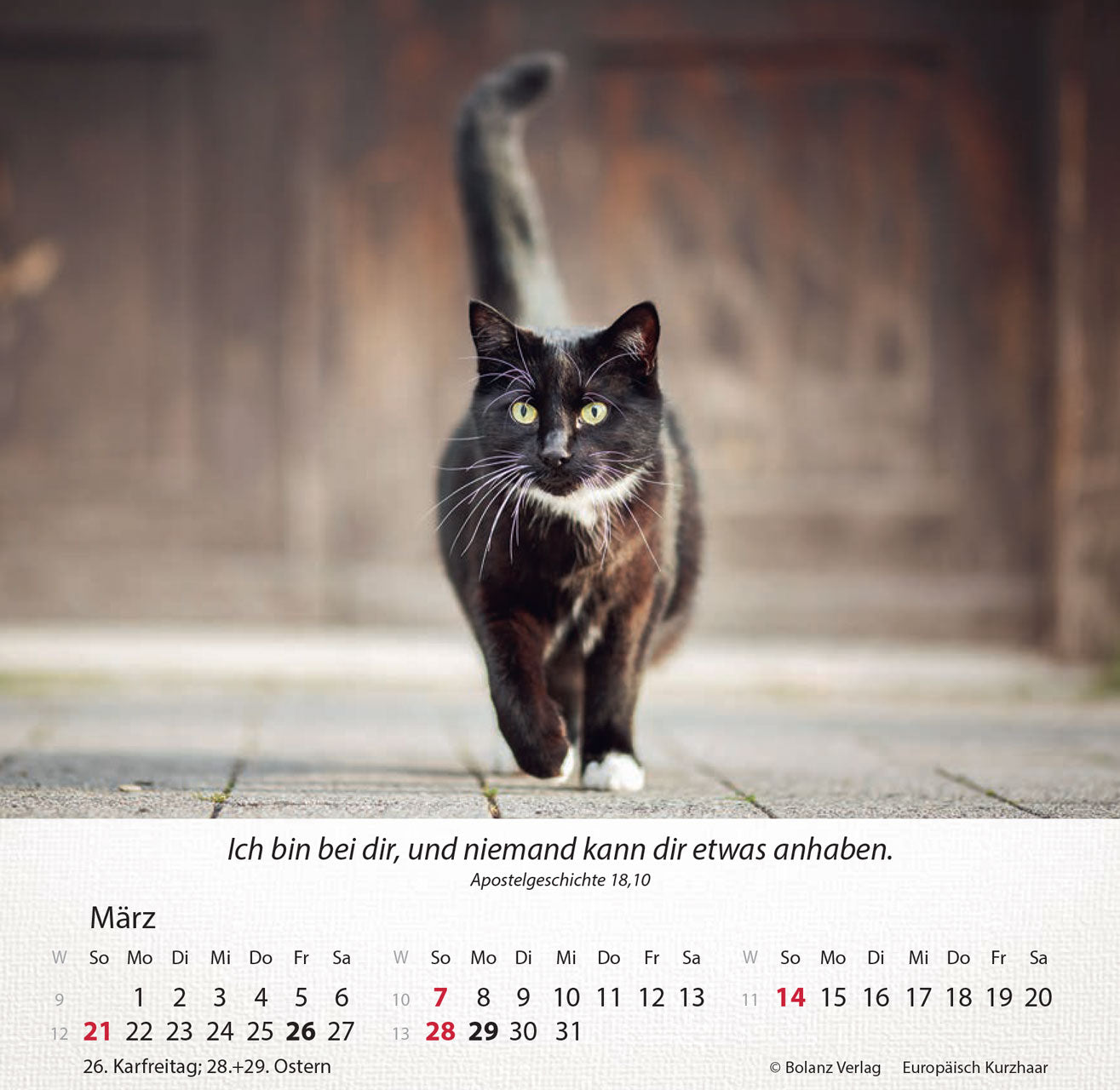 fontis-kalender-katzen-2027-aufstellkalender-tischkalender image 8