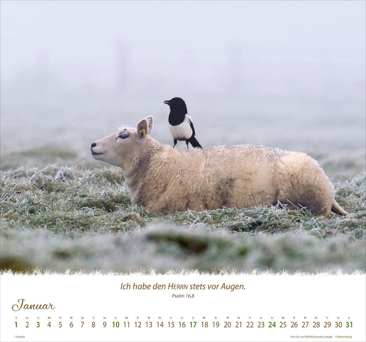 fontis-kalender-ein-leben-f-r-die-schafe-2027-wandkalender image 3