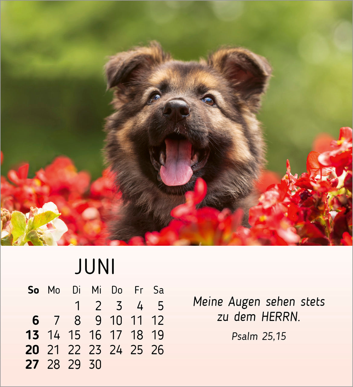fontis-kalender-meine-kleinen-freunde-2027-aufstellkalender-tiere-kinder image 8