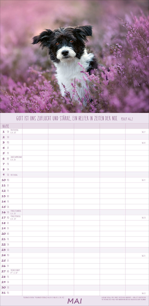 fontis-kalender-hunde-freunde-f-rs-leben-2027-familienplaner image 7