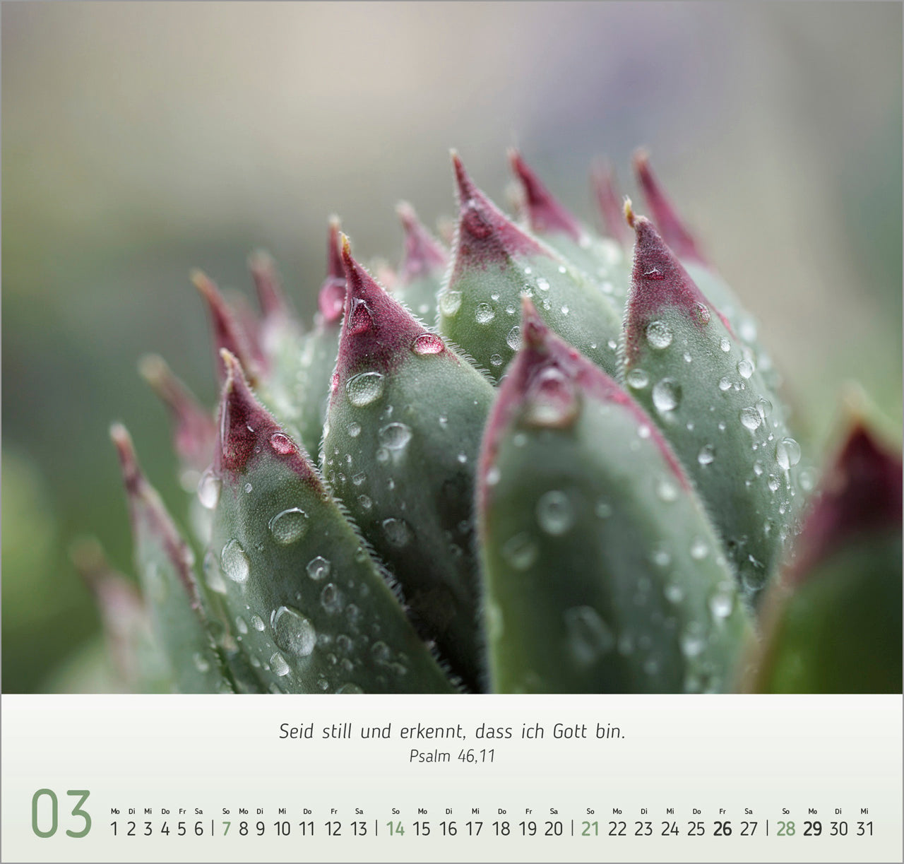 fontis-kalender-gesichter-der-natur-2027-wandkalender-bibelverse image 5