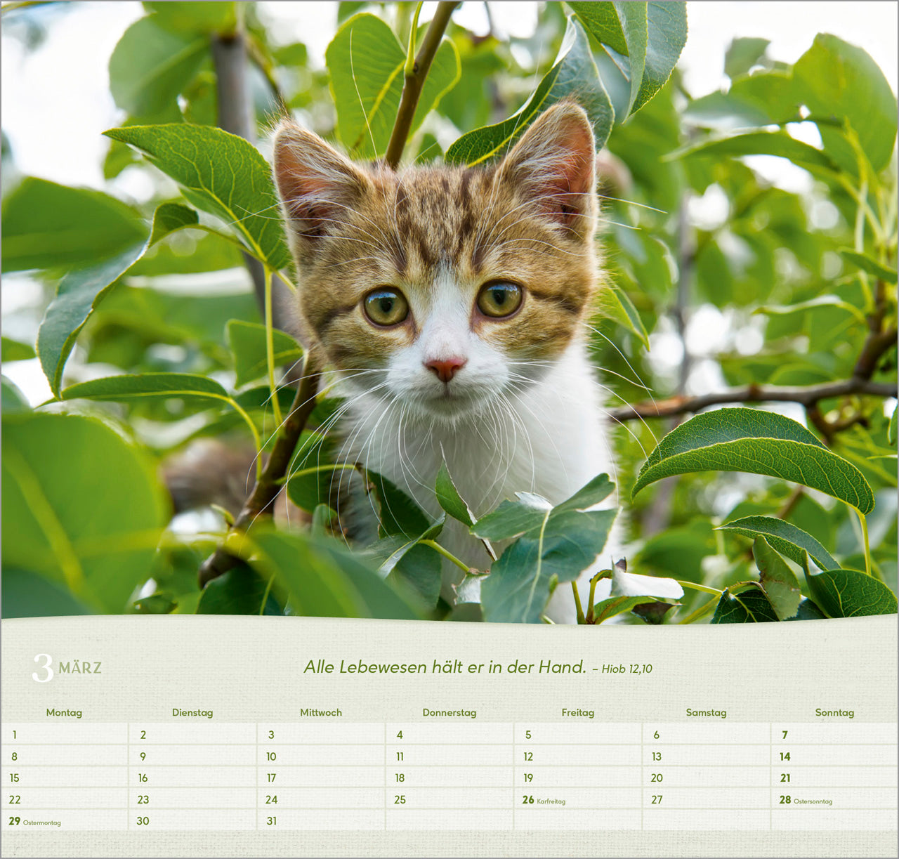 katzen-2027-wandkalender-spiralbindung-bibelvers-33-5x32 image 5