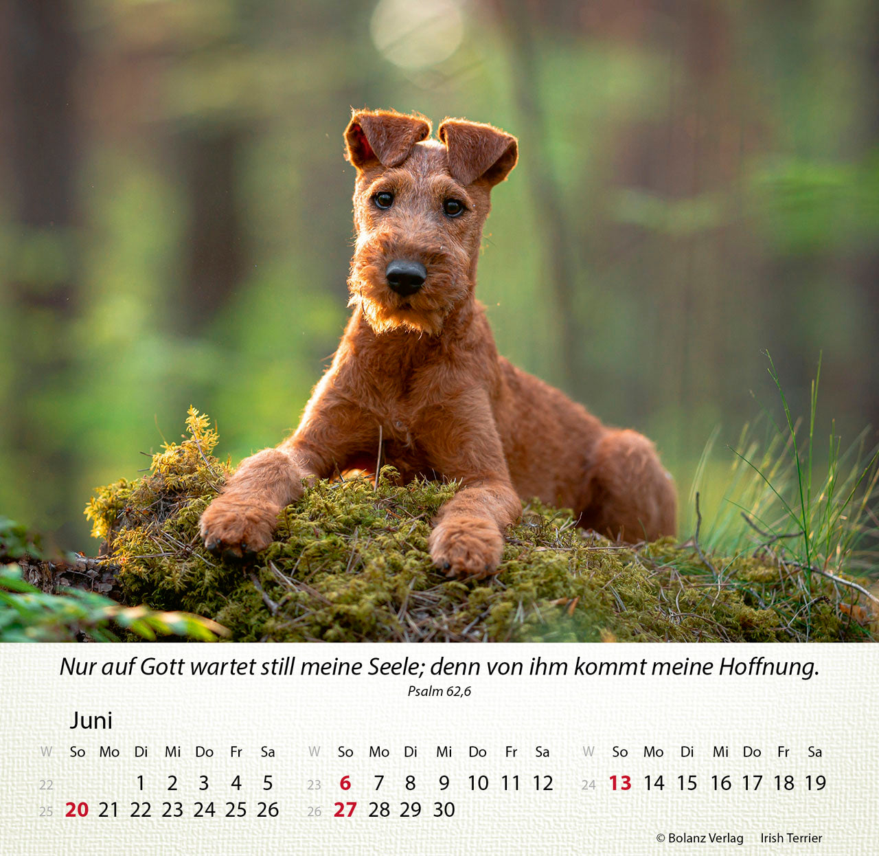 hunde-2027-aufstellkalender-tischkalender-mit-bibelversen image 8