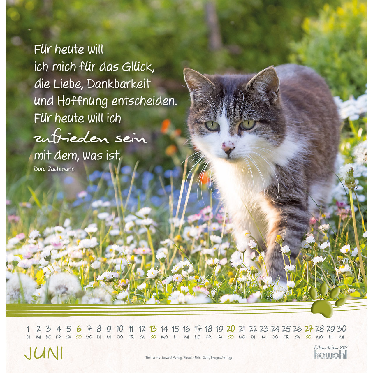 fontis-katzen-tatzen-2027-wandkalender-spiralbindung-katzen image 8
